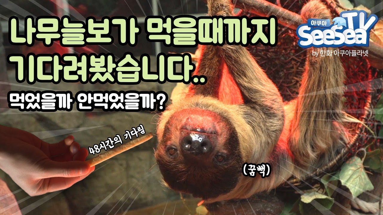 잠만자는 나무늘보가 밥먹는 아무나 못보는 그 모습!(☆끝까지시청☆Quiz있음) - Youtube