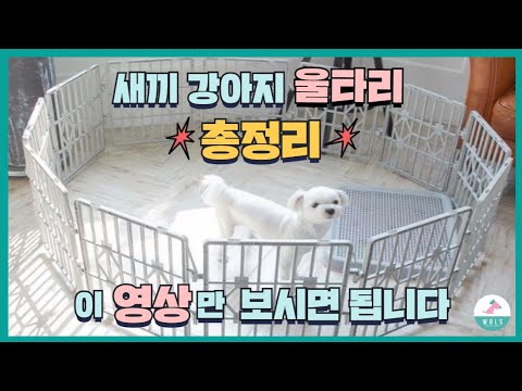 새끼강아지 울타리 써야할까? 총정리 - Youtube